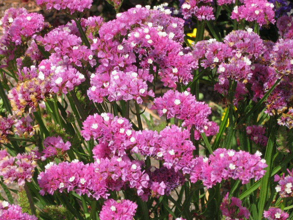 ดอกสแตติสสำหรับจัดพวงหรีดดอกไม้