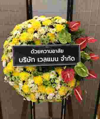 W029 คาร่า